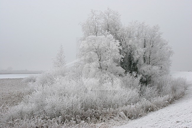 Lepelaarplassen Almere Netherlands covered in hoar-frost; Lepelaarplassen Almere Nederland bedekd met rijp stock-image by Agami/Karel Mauer,