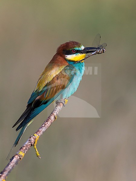 Bijeneter met libel, European Bee-eater with Dragonfly stock-image by Agami/Daniele Occhiato,