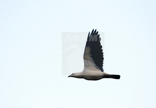 Pied Imperial Pigeon (Ducula bicolor) flying overhead on the island Talaud in Indonesia. stock-image by Agami/James Eaton,