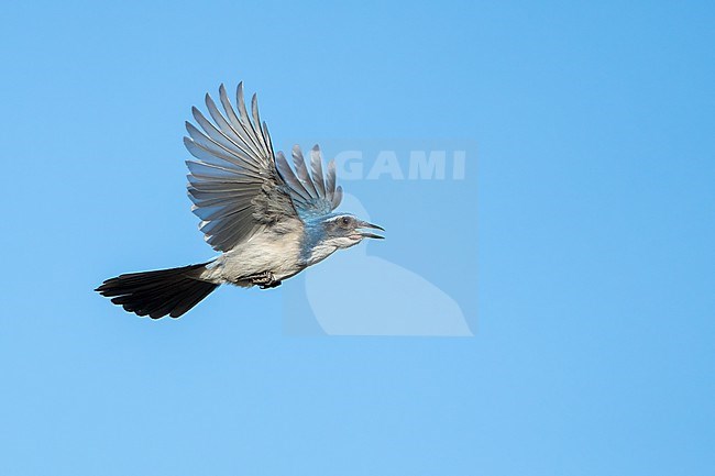 Adult
Santa Barbara Co., CA
November 2022 stock-image by Agami/Brian E Small,