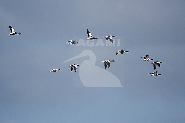 Bergeend groep vliegend; Common Shelduck flock flying stock-image by Agami/Marc Guyt,