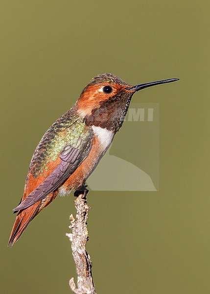 Adult male
Los Angeles Co., CA
January 2013 stock-image by Agami/Brian E Small,