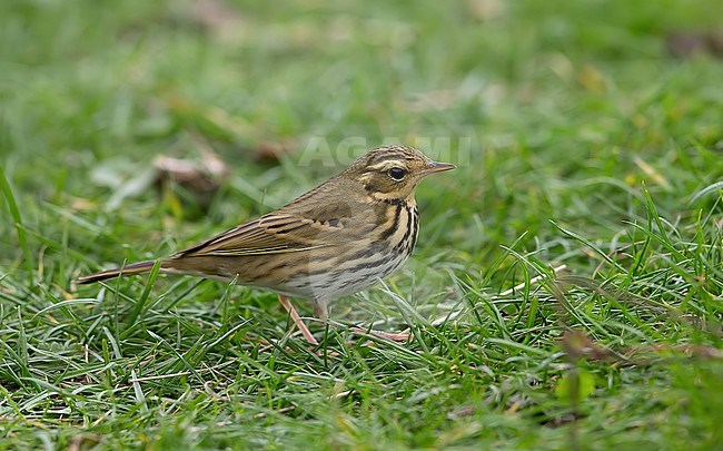 Bird was photographed on the 20 October 2020. stock-image by Agami/Kris de Rouck,