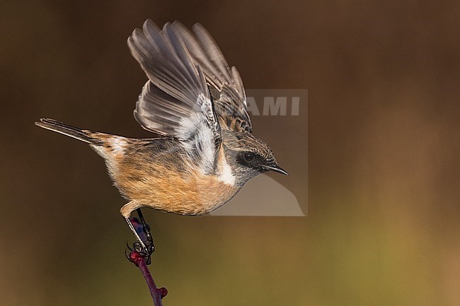 Mannetje Roodborsttapuit; Male European Stonechat stock-image by Agami/Daniele Occhiato,