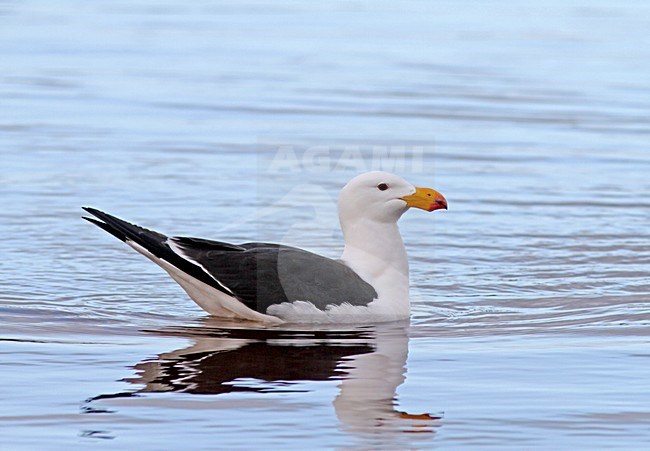 Zwemmende Diksnavelmeeuw, Pacific Gull swimming stock-image by Agami/Pete Morris,