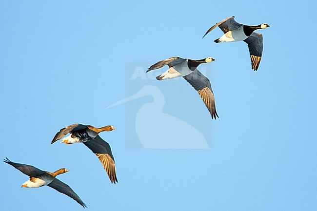 Brandgans in de vlucht; Barnacle Goose in flight stock-image by Agami/Menno van Duijn,