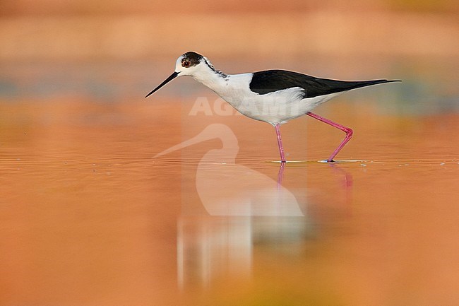 Black-winged Stilt (Himantopus himantopus), side view of an adult walking in a pond at sunset stock-image by Agami/Saverio Gatto,