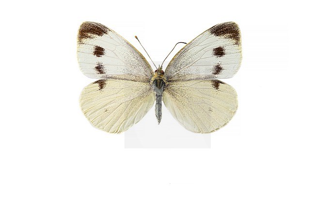 Scheefbloemwitje, Southern Small White, Pieris mannii stock-image by Agami/Wil Leurs,