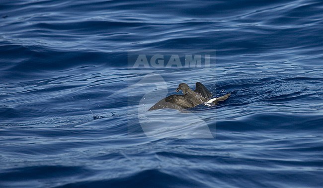 Band-rumped Storm-petrel flying;  Madeirastormvogeltje vliegend stock-image by Agami/Marc Guyt,