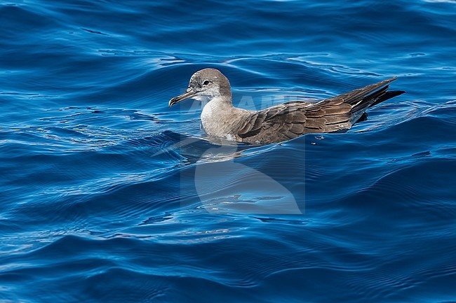 Cape Verde Shearwater (Calonectris edwardsii) swimming off Sao Nicolau, Cape Verde. stock-image by Agami/Vincent Legrand,