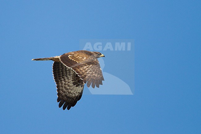 European Honey Buzzard - Wespenbussard - Pernis apivorus, Austria, 1st cy in flight against blue sky stock-image by Agami/Ralph Martin,