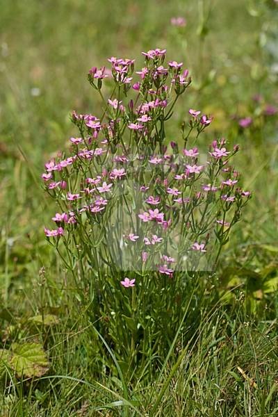 Strandduizendguldenkruid in vochtige duinvallei, Seaside Centaury in soggy dunes stock-image by Agami/Arnold Meijer,