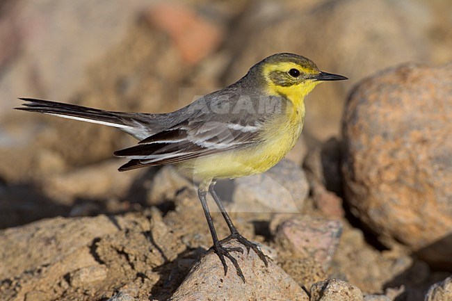 Citroenkwikstaart, Citrine Wagtail stock-image by Agami/Daniele Occhiato,