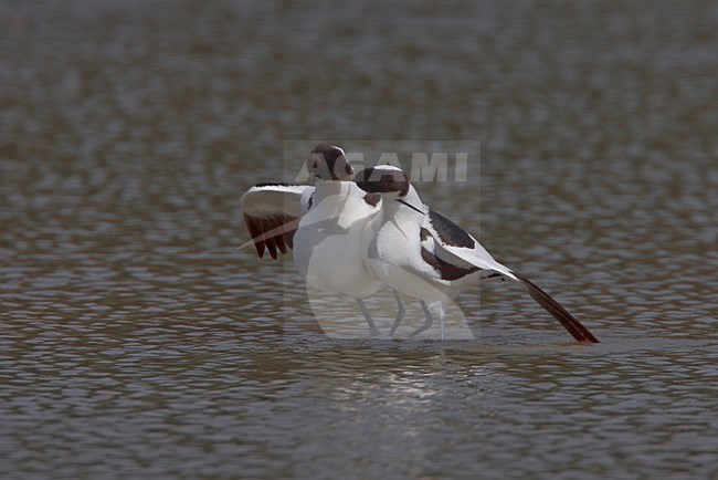 Parende Kluten; Pied Avocets mating stock-image by Agami/Daniele Occhiato,