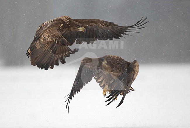 Zeearenden vechtend in de sneeuw, White-tailed Eagles fighting in the snow stock-image by Agami/Danny Green,