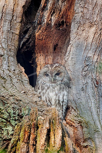 Tawny Owl - Waldkauz - Strix aluco aluco, Germany, adult stock-image by Agami/Ralph Martin,