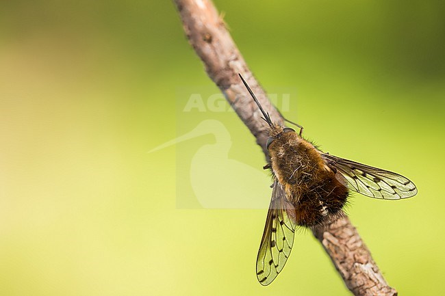 Bombylius discolor - Gefleckter Wollschweber, Germany (Baden-Württemberg), imago stock-image by Agami/Ralph Martin,