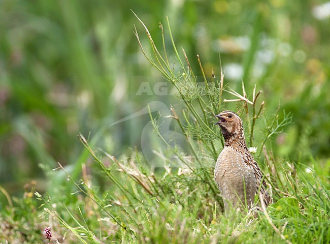 Kwartel; Coturnix coturnix; Common Quail; Wachtel; Caille des bles; rallen; onopvallend; verborgen; invasiegast; zomergast; zeldzaam; Rode Lijst; vogel; natuur; roepend; dier; avifauna; bruin; groen; horen; kwik me dit; kwartelslag; gras; graan; gewassen; rails; hidden; invasion; summervisitor; rare; Red List; bird; nature; calling; animal; avian; brown; green; hearing; grass; stock-image by Agami/Harvey van Diek,