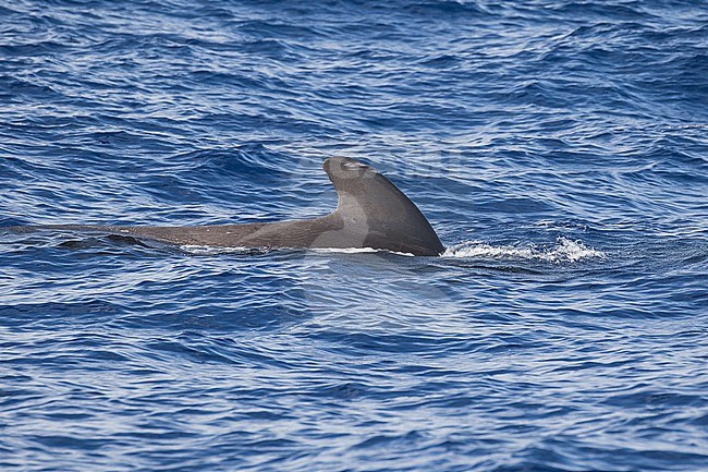 Short-finned pilot whale (Globicephala macrorhynchus) off Kauai island, Hawaii, United States. stock-image by Agami/Pete Morris,