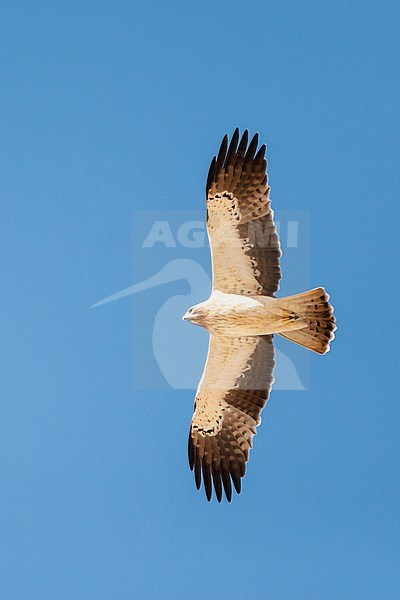 Light morph Booted Eagle (Hieraaetus pennatus) on migration over Eilat Mountains, Eilat, Israel stock-image by Agami/Marc Guyt,