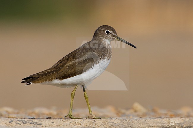 Witgat in eerste winterkleed; Green Sandpiper in first winter plumage stock-image by Agami/Daniele Occhiato,