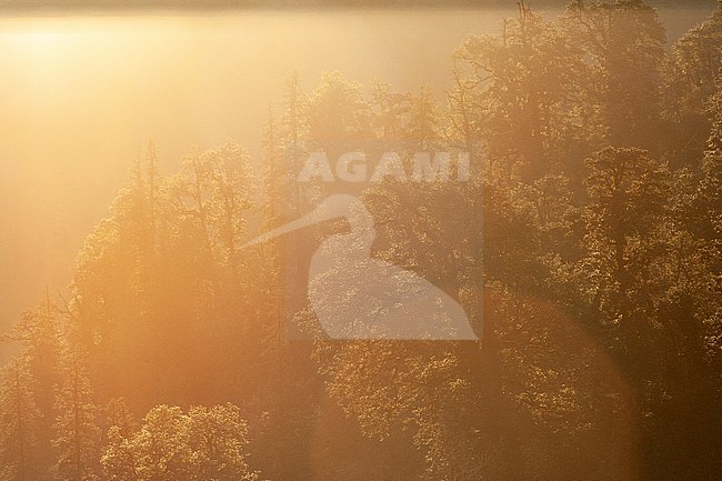 Landscape Himalayas. Inter Himalayan forested valley. Photographed during the morning with golden backlight. stock-image by Agami/Marc Guyt,