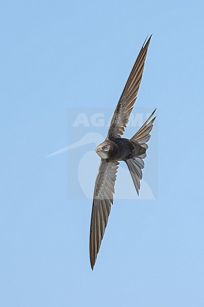 Common Swift (Apus apus) flying agains blue sky in Bulgaria. stock-image by Agami/Marcel Burkhardt,