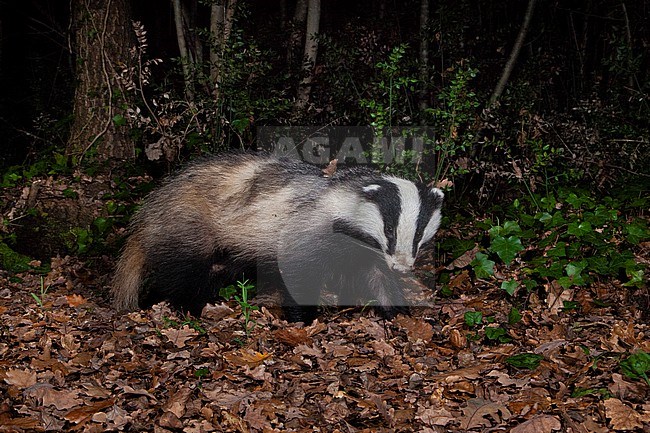 European Badger (Meles meles), side view of an adult walking in a wood, Campania, Italy stock-image by Agami/Saverio Gatto,