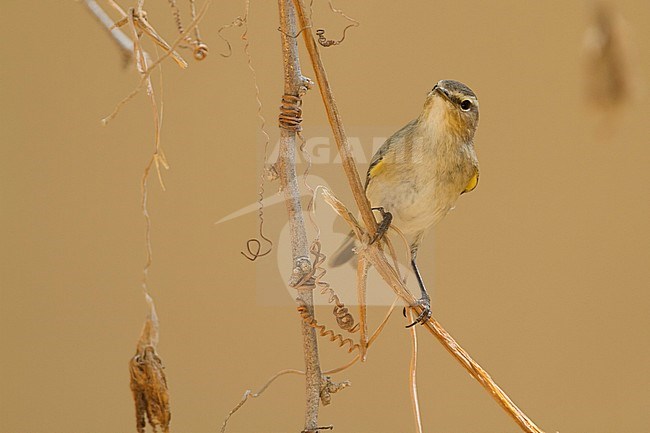 Common Chiffchaff - Zilpzalp - Phylloscopus collybita ssp. collybita, Oman stock-image by Agami/Ralph Martin,