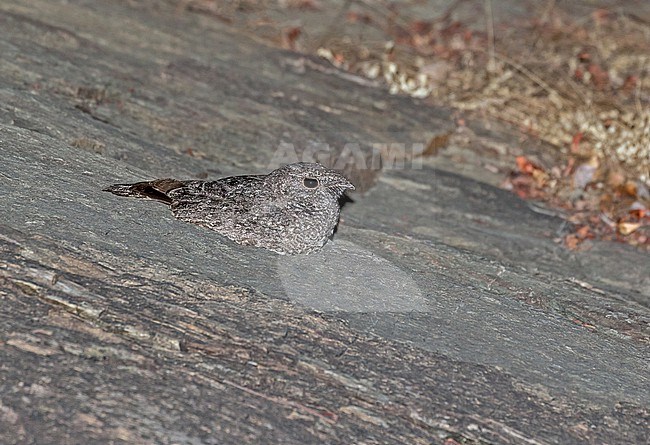 Freckled Nightjar (Caprimulgus tristigma) in Cameroon. stock-image by Agami/Pete Morris,