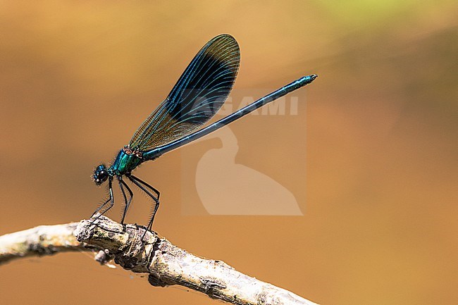 Male Banded Demoiselle stock-image by Agami/Wil Leurs,