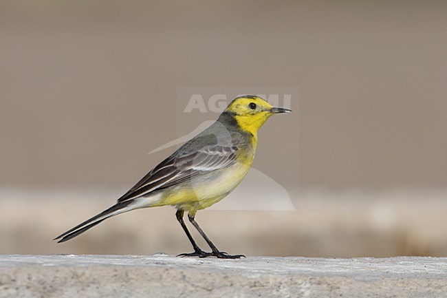 Mannetje Citroenkwikstaart; Male Citrine Wagtail stock-image by Agami/Daniele Occhiato,