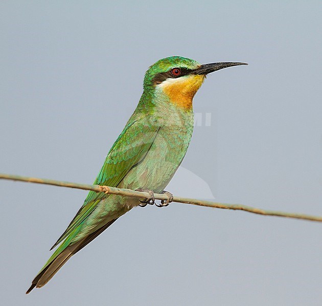 Blue-cheeked Bee-eater - Blauwangenspint - Merops persicus ssp. persicus, Oman, 1st cy stock-image by Agami/Ralph Martin,