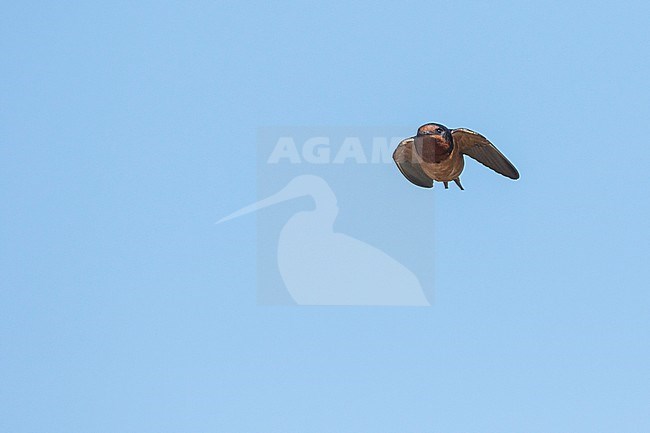 Barn Swallow - Rauchschwalbe - Hirundo rustica tytleri, Russia (Baikal), adult female stock-image by Agami/Ralph Martin,