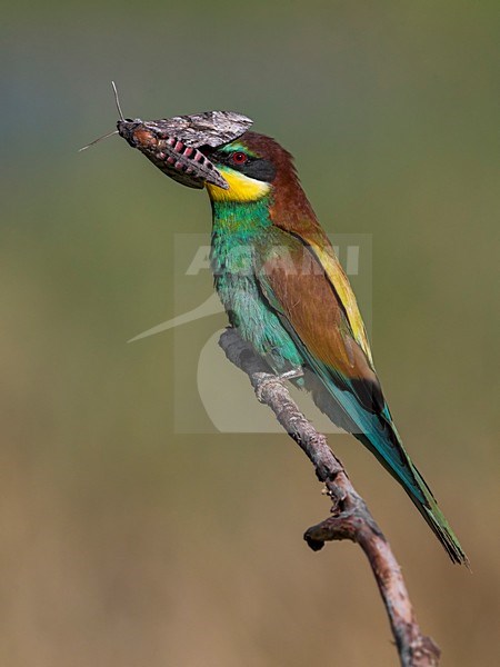 Bijeneter met vlinder, European Bee-eater with Butterfly stock-image by Agami/Daniele Occhiato,