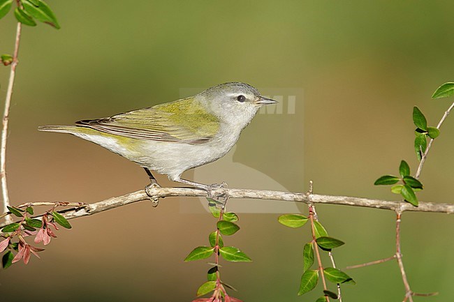 Adult male Tennessee Warbler (Leiothlypis peregrina) perched on a twig in Galveston County, Texas, USA. stock-image by Agami/Brian E Small,