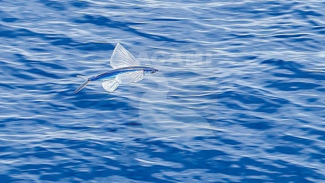 Atlantic Flyingfish flying to escape in channel between Terceira & Graciosa, Azores. July 2012. stock-image by Agami/Vincent Legrand,