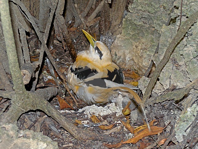 Witstaartkeerkringvogel op nest, White-tailed Tropicbird nesting stock-image by Agami/Pete Morris,