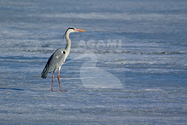 Grey Heron standing next to the water in the winter; Blauwe Reiger staand bij water in de winter stock-image by Agami/Markus Varesvuo,