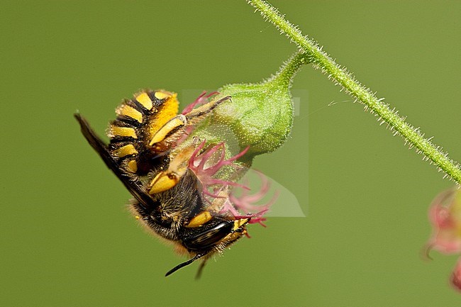 Grote Wolbij, Wool Carder Bee, Anthidium manicatum stock-image by Agami/Wil Leurs,