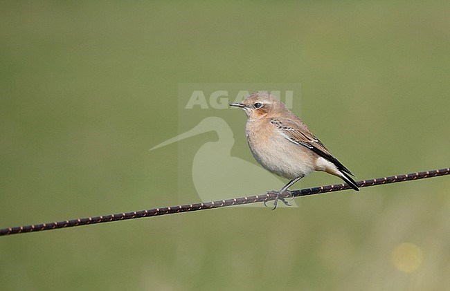 Northern Wheatear, Oenanthe oenanthe, 1st winter female during migration at Falsterbo, Sweden stock-image by Agami/Helge Sorensen,