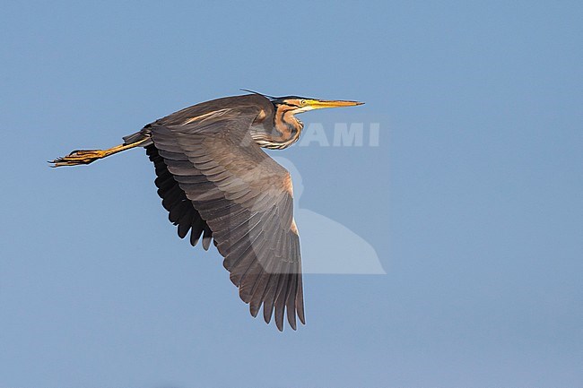 Volwassen Purperreiger; Adult Purple Heron stock-image by Agami/Daniele Occhiato,