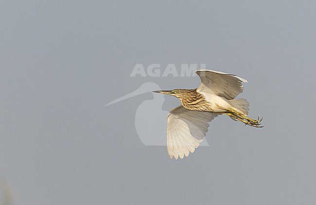 Indian Pond Heron, Ardeola grayii, in flight at Ahmedabad, Gujarat, India. stock-image by Agami/Ian Davies,