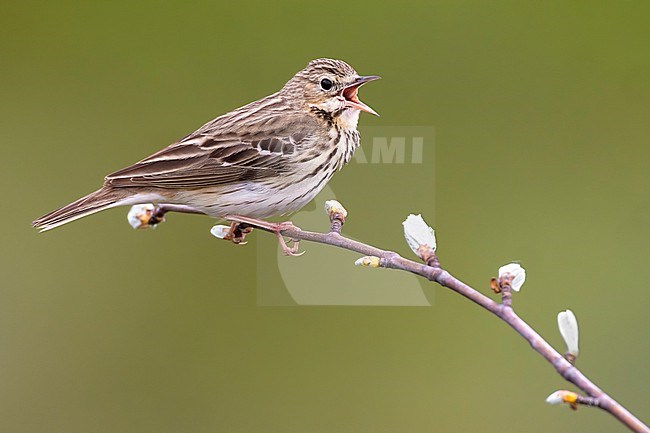 Eurasian Tree Pipit, Anthus trivialis, perched. stock-image by Agami/Daniele Occhiato,