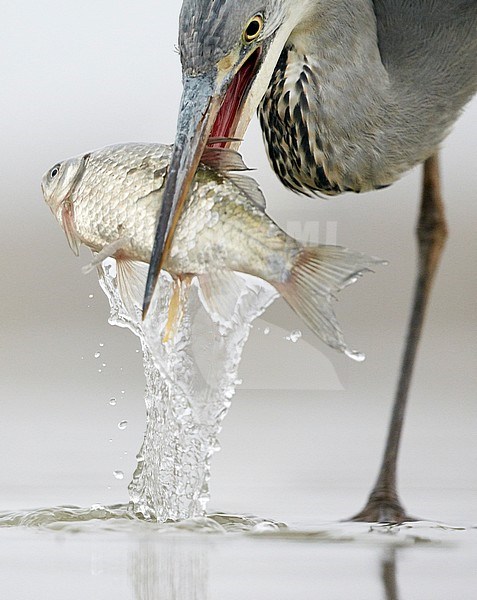 Blauwe Reiger vangt vis; Grey Heron catching fish stock-image by Agami/Markus Varesvuo,