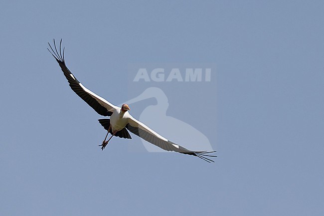 Adult Yellow-billed Stork (Mycteria ibis) in flight from below above Lake Chamo in Ethiopia stock-image by Agami/Mathias Putze,