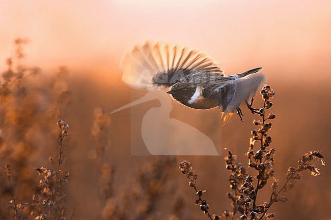 European Stonechat (Saxicola rubicola) in Italy. stock-image by Agami/Daniele Occhiato,