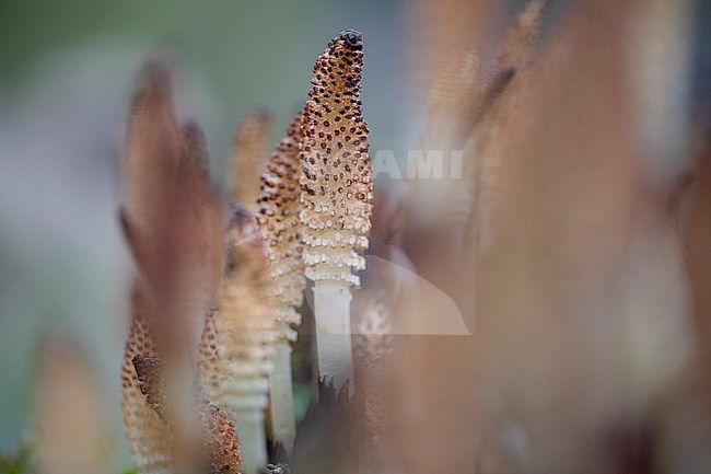 Spore-bearing strobilus of the Great Horsetail stock-image by Agami/Wil Leurs,