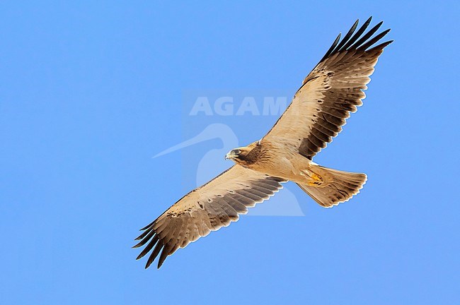 Booted Eagle (Hieraaetus pennatus), light morph juvenile in flight seen from below stock-image by Agami/Saverio Gatto,