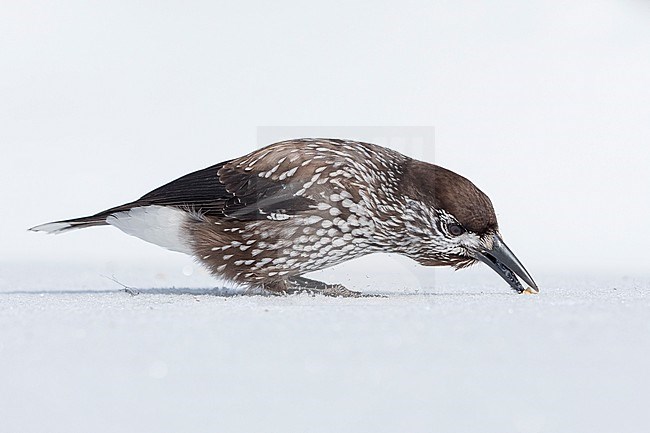 Spotted Nutcracker (Nucifraga caryocatactes) sitting in the snwo in  alpin forest of Switzerland. stock-image by Agami/Marcel Burkhardt,